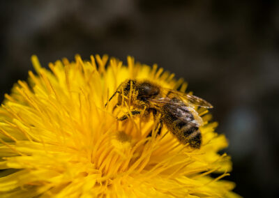 Foto: Biene sammelt Pollen auf einer Löwenzahnblüte